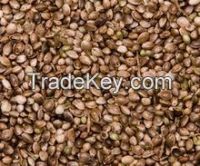 New Arrival Fresh Encephalartos seeds