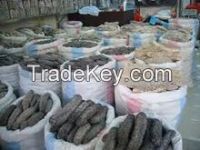 Sell Fresh And Dried Sea Cucumber