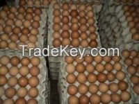 Eggs Powder, Eggs, Quail Eggs, Table Eggs