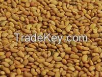 alfalfa seed for sale
