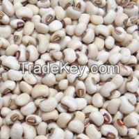 Biggest Seller / Exporter / Dealer Of Unshelled/Shelled Ground Nuts