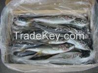 Frozen Horse Mackerel Fish, Frozen Squid, Salmon Fish/Frozen Fish