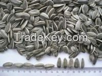 Natural Sunflower Seeds Available