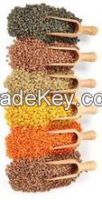 Top Quality Organic Lentils (Green, Red, Black, Brown, Split) for sell