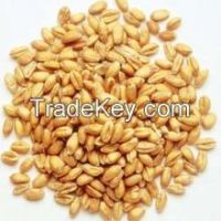Indian Milling Wheat with Reasonable Price