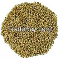 Organic Sorghum Seeds