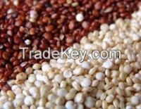 Organic Red/White Quinoa Seeds