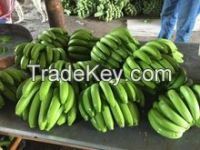 Best price Fresh Cavendish Banana