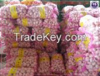 Fresh Garlic Price Best Quality Garlic