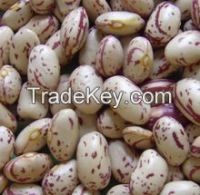 Round shape light speckled kidney beans