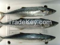 FROZEN SPANISH MACKEREL