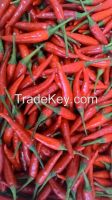 Fresh Red Chilli Pepper with good price