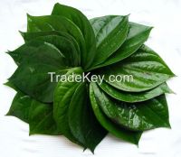 Betel leaf (paan leaf) for sale