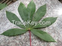 Cassava Leaf/ Tapioca leaves grade A from Vietnam