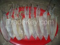 Dried Squid / Cuttlefish