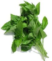 Special Basil For Sales From Vietnam