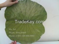 Dried Lotus Leaves For Sale With Competitive Price