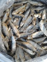 Dried Sardine For Sale With Competitive Price