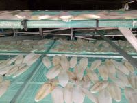 High quality Cuttlebone bone for Export