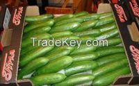 fresh cucumber for sale.