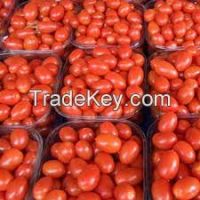Fresh Tomatoes for sale