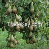 Fresh pear fruit for sale