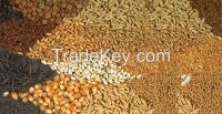 Yellow Corn ANIMAL FEED