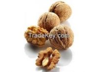 Ukraine Walnut, Ukrayna Cevizi. Starting from 1, 5 USD / Kg