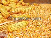 WE SELL AND EXPORT YELLOW MAIZE CORN TO ANY COUNTRY