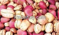 WE SELL AND EXPORT KOLA NUTS TO ANY COUNTRY