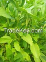 Stevia Dried Leaves / powder and liquid extracts