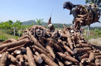 Fresh Cassava / Tapioca, Cassava / Tapioca Chips, Cassava / Tapioca Starch, Cassava / Tapioca Flour, Mocaf Flour