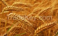 Exportacion de trigo de Ucraina