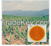 Ephedra Extract Powder