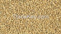 Ukrainian feed wheat for export