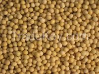 Ukrainian soybean for export
