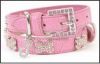 Supply Pet Collar & Leash