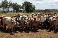 Good quality Live Dairy Cows and Pregnant Holstein Heifers Cow for Sale