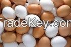 High Fresh Table Eggs Brown And White GRADE a FOR SALE