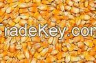 White and Yellow Corn/Maize GRADE 1