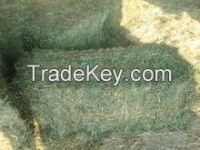 supply high quality Animal feed alfalfa meal/ alfalfa hay for sale