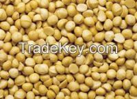 shelled Macadamia nuts price/ bulk Macadamia for sale
