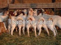 Holstein Cow and Boar Goat, For Sale