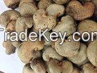 Raw Cashew Nuts in Shell