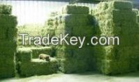 Animal Feed Alfalfa Hay