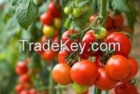 Fresh Red Farm Harvested Tomatoes