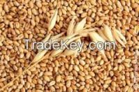 Wheat from Ukraine