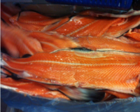 Quality Salmon Fish and Fillet