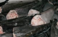 Black Cod / Sable Fish H&G