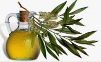 Eucalyptus Oil